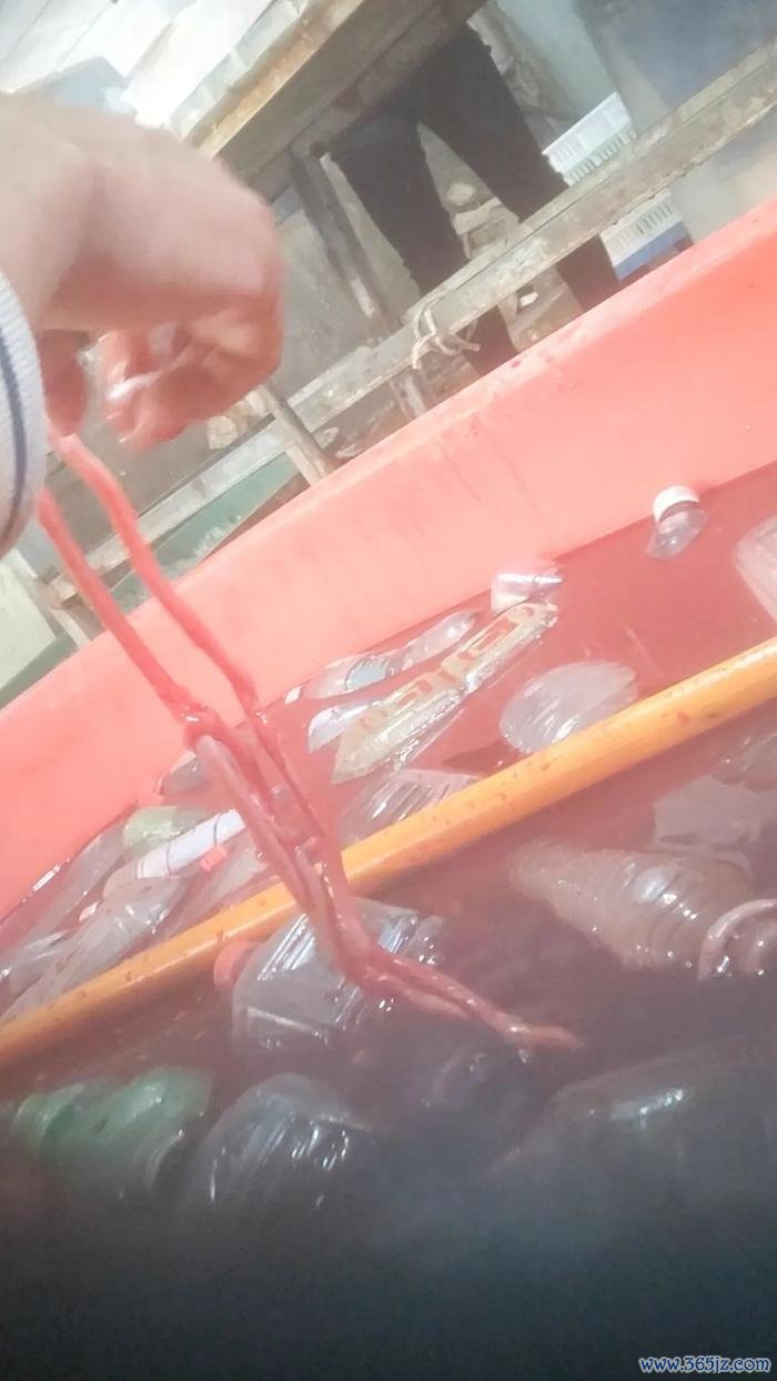 ▲河南清丰县永官食物有限公司工东谈主将洗好的鹅肠放在红色水里染色。新京报考核组 摄